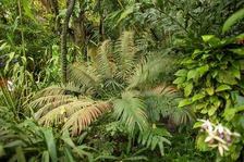 Trojská botanická zahrada získala cykasy, které patří k nejvzácnějším na světě